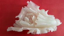 Load image into Gallery viewer, 7&#39;&#39;L-Chinese Genuine Natural White Jade Handcarved Lucky Cabbage Statue